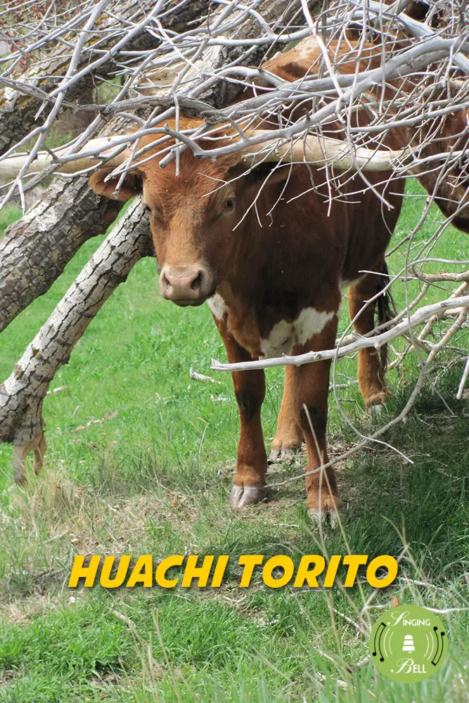 Huachi Torito : Singing Bell Huachi-Torito-Singing-Bell