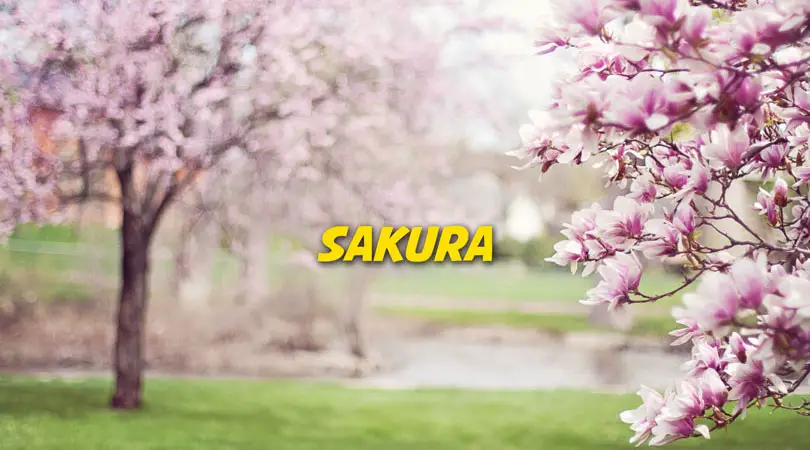 Sakura | Free Karaoke Nursery Rhyme