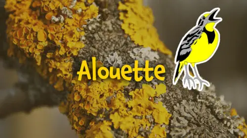 Alouette - French song for kids