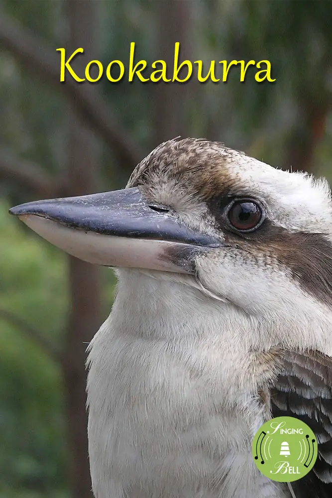 Kookaburra | Free Karaoke Nursery Rhymes