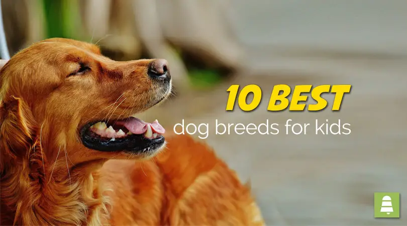 10 Best Dog Breeds for Kids cover on image of Irish setter. : Singing Bell 10 Best Dog Breeds for Kids