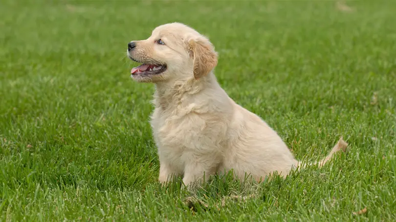 Golden retriever : Singing Bell Golden retriever