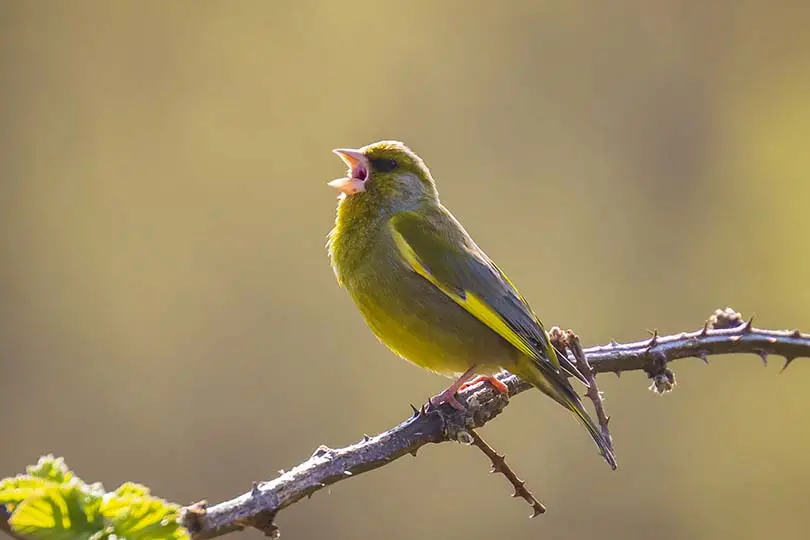 Colorful greenfinch bird Chloris chloris singing in Springtime