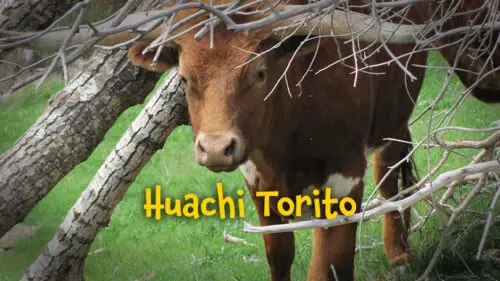 Huachi Torito (Versión española)