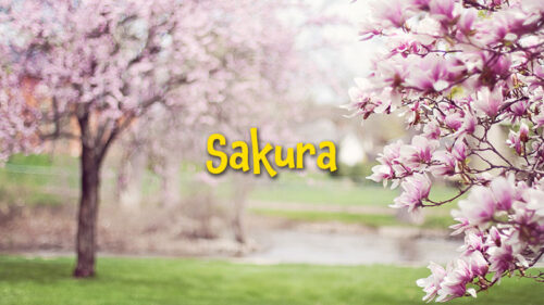 Sakura