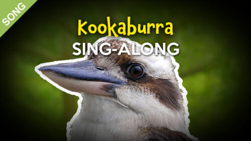 Kookaburra