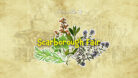 Scarborough Fair